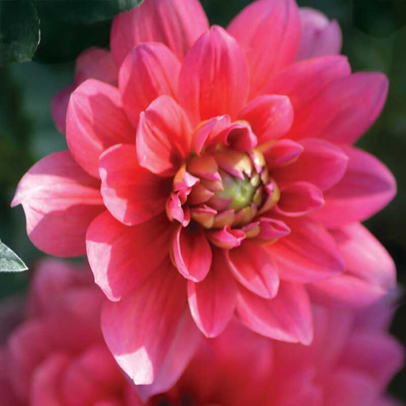 Dalia decorativa 'Bluesette'