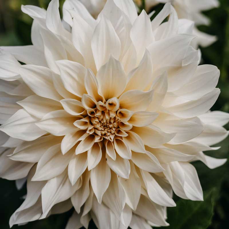 Dalia decorativa 'Café au Lait'