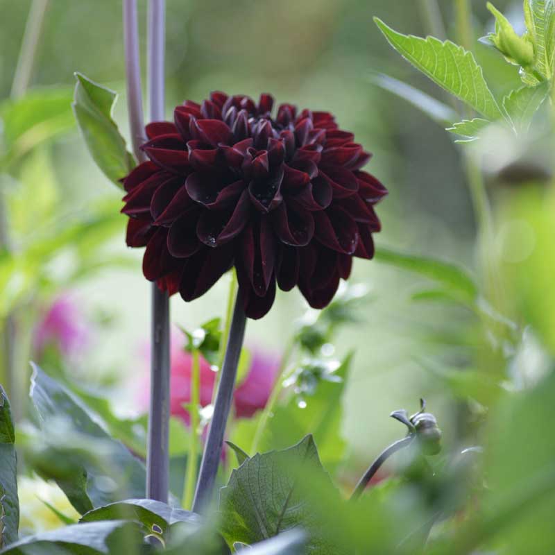 Dalia decorativa 'Manoa'