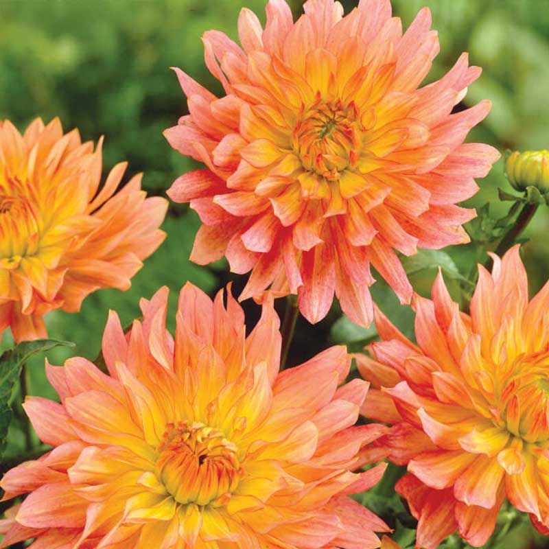 Dalia decorativa 'Extase'