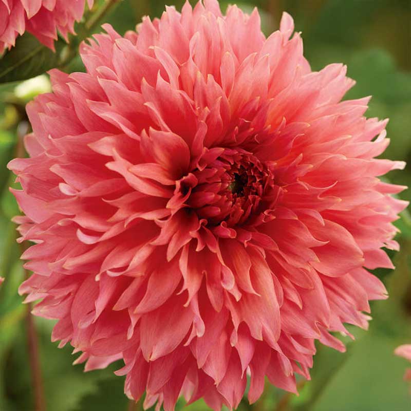 Dalia decorativa 'Orange Fubuki'