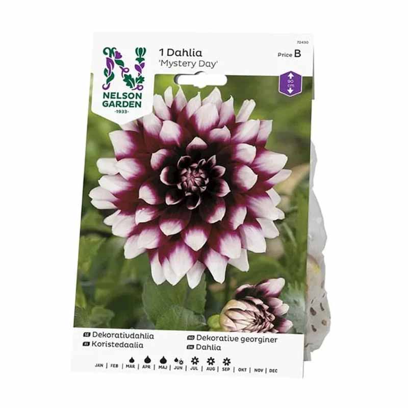Dalia decorativa 'Mystery Day'