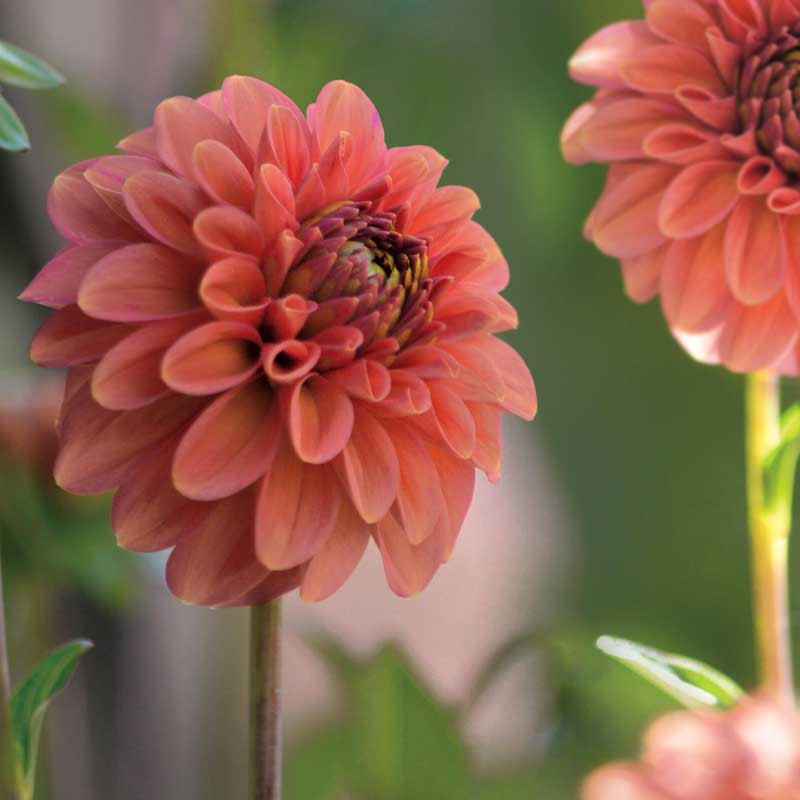Dalia decorativa 'Cornel Brons'