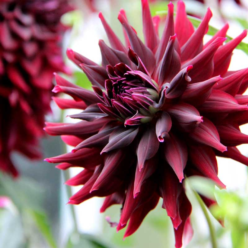 Dalia cactus 'RIP City'