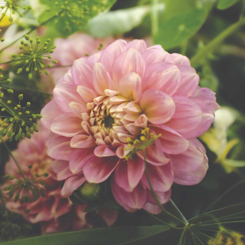 Dalia tipo nenúfar 'Pink Magic'