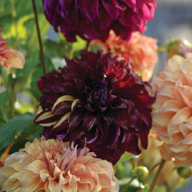 Dalia decorativa: Lovely Match 'Spartacus', 'Bohemian Spartacus', 'Hercules'