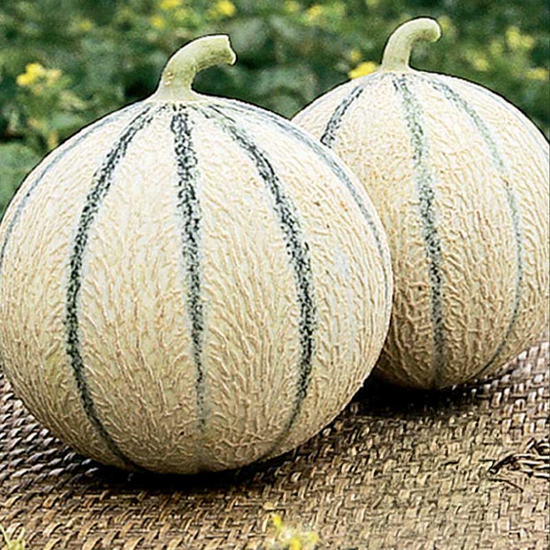 Melón 'Stellio'F1