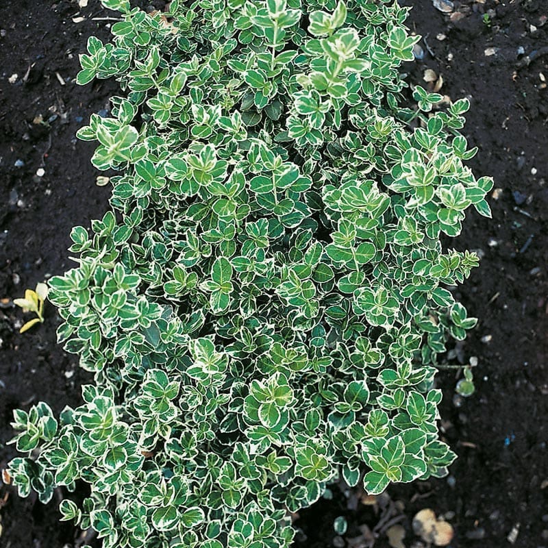 Klätterbenved, 15-30cm, 10-Pack