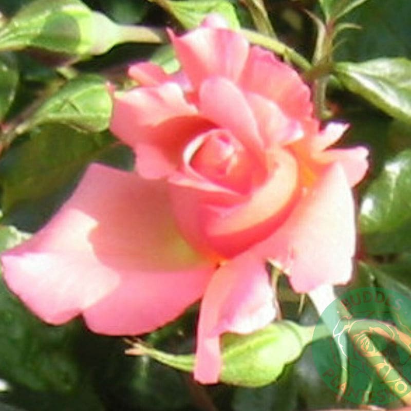 Klätterros Rosenresli, 1-Pack