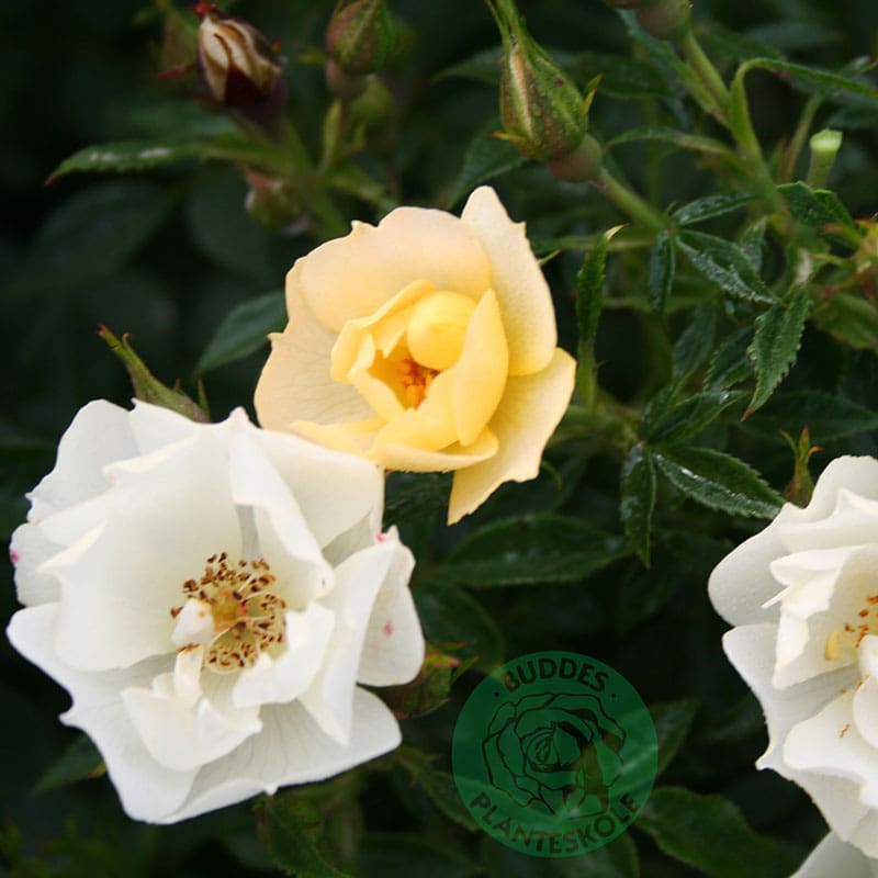 Marktäckande ros Sun Cover, 5-Pack