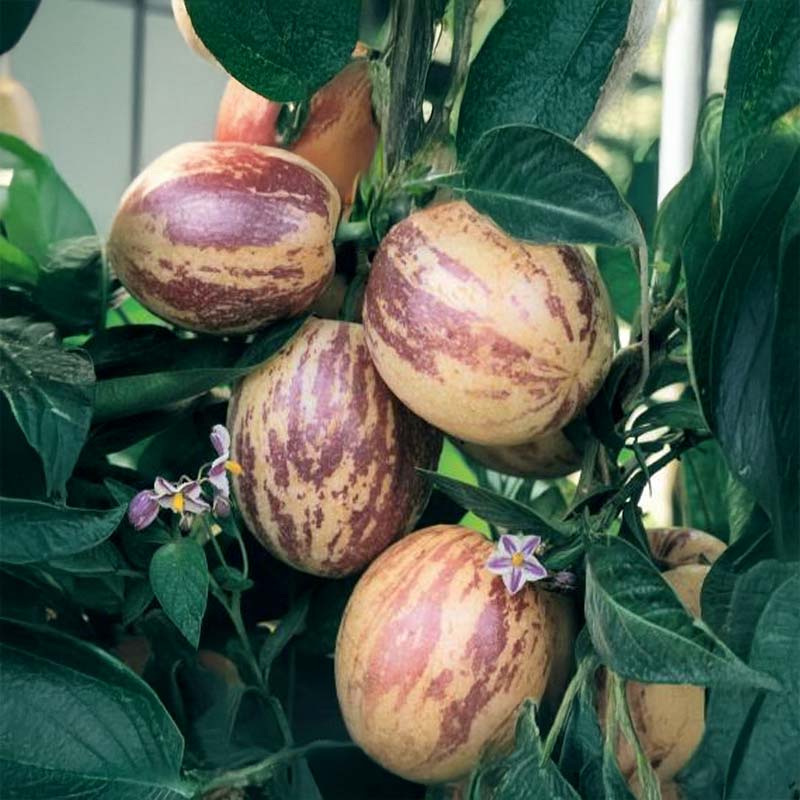 Melón pera 'Pepino'