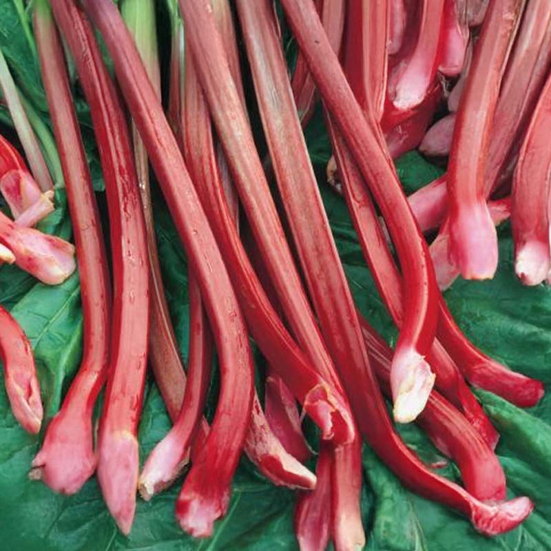 Ruibarbo 'Victoria'
