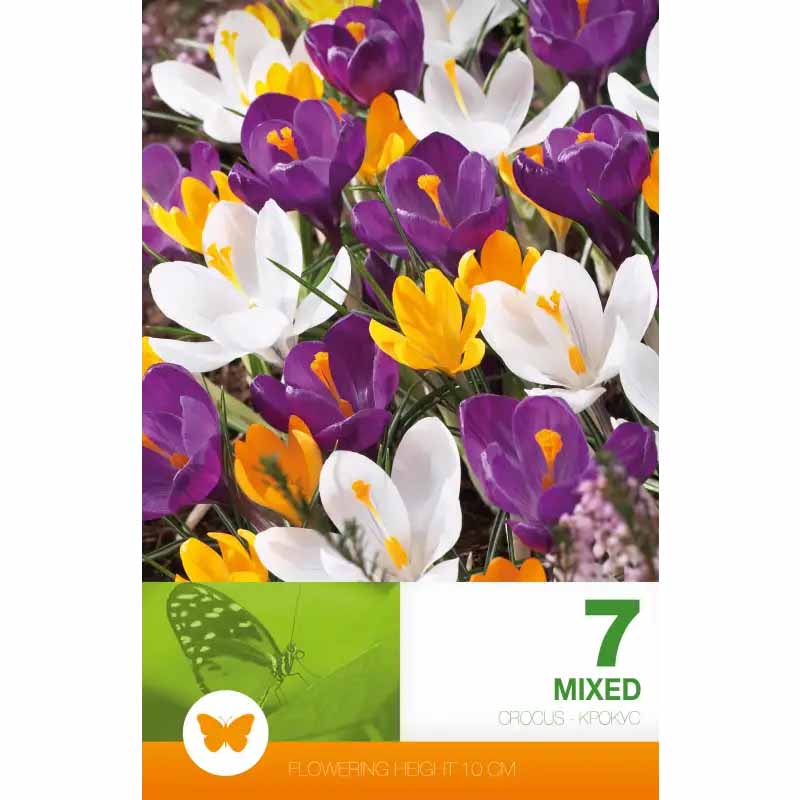 Crocus 'Vernus'