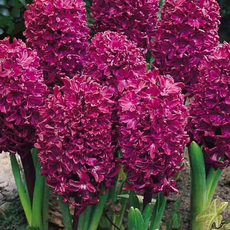 Jacinto 'Woodstock'