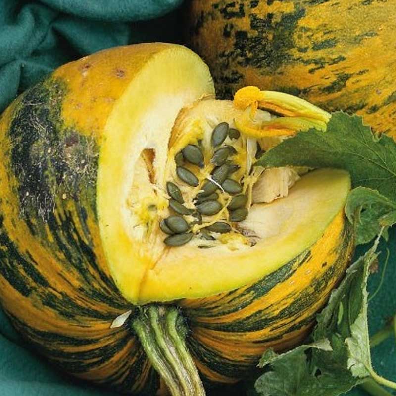 Calabaza 'Apetit'