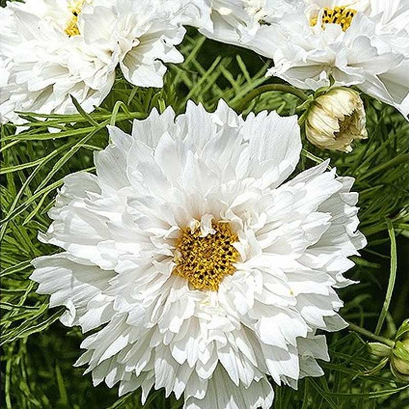 Cosmos 'Double Dutch White'