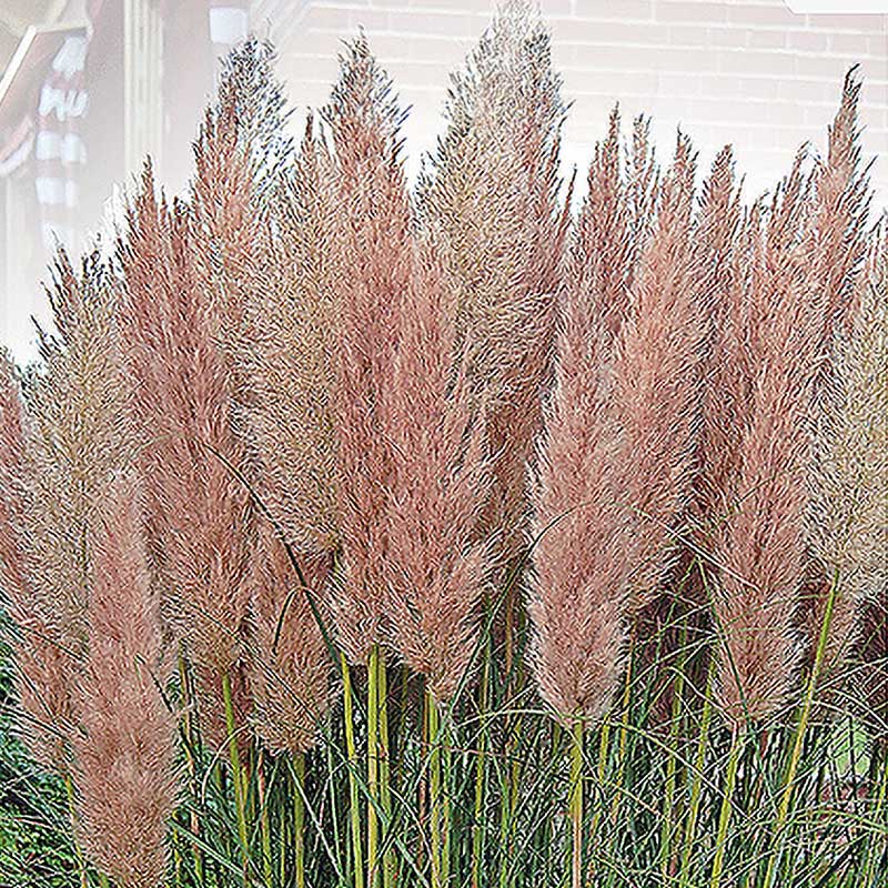 Hierba de la Pampa 'Pampas Plume' rosa