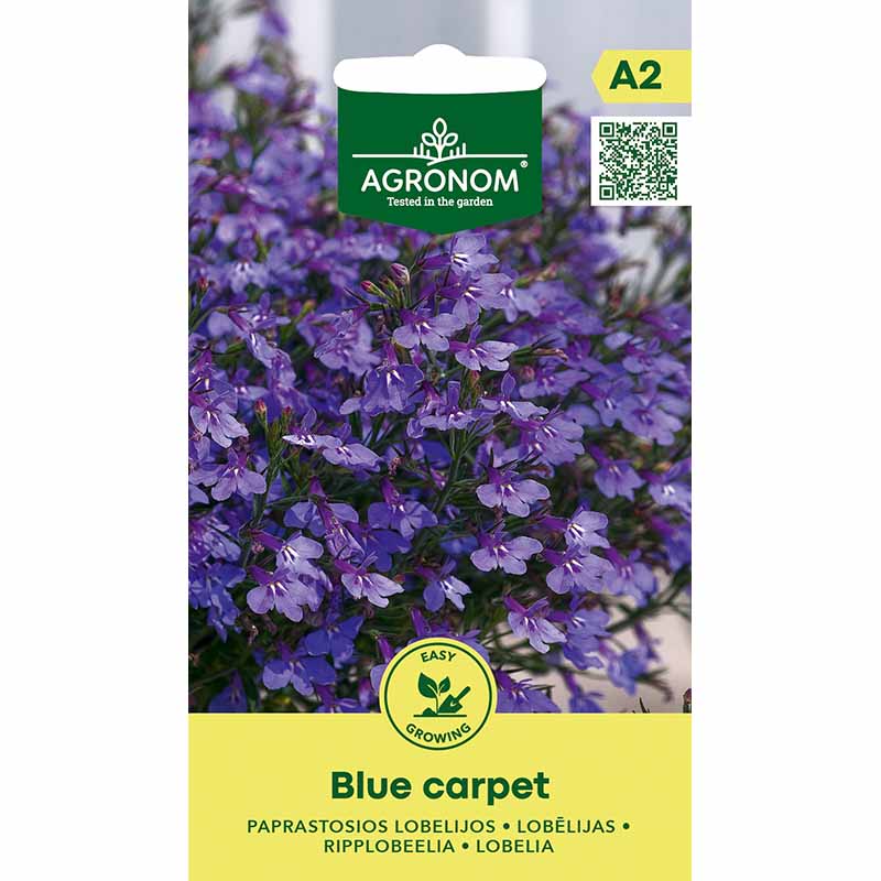 Lobelia colgante 'Blue Carpet'