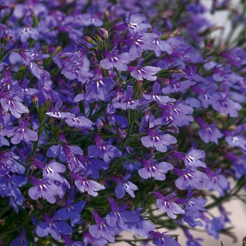 Lobelia colgante 'Blue Carpet'