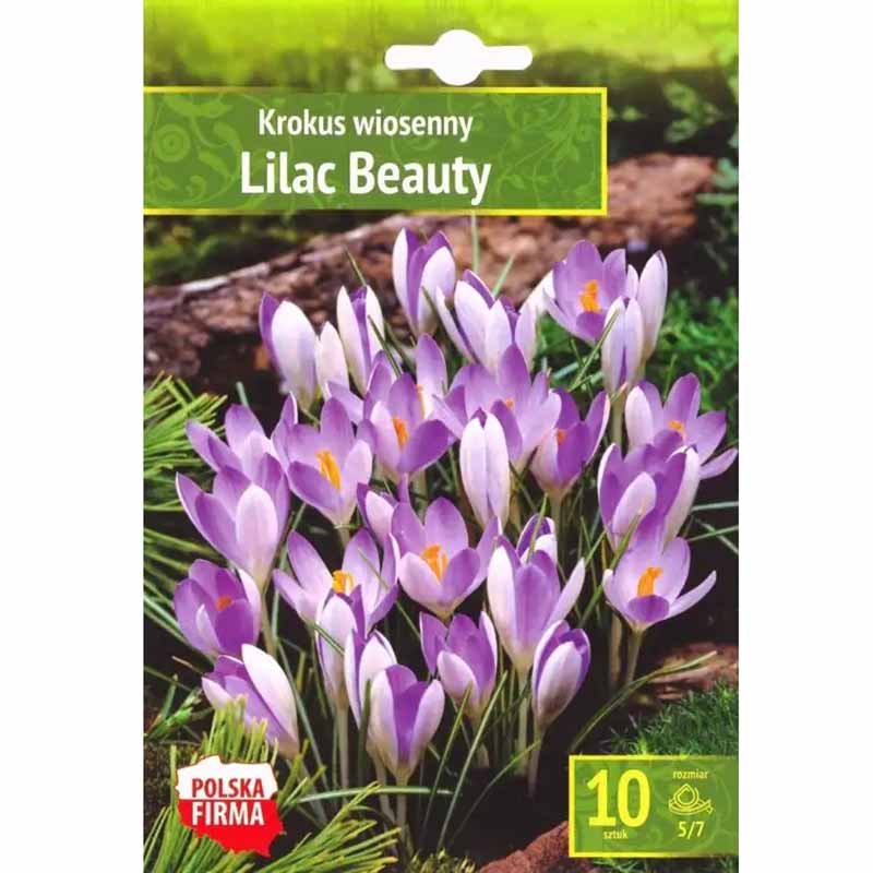 Crocus 'Lilac Beauty'