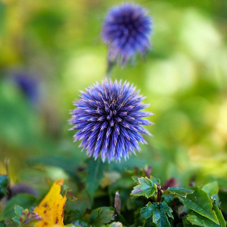 Cardo bola
